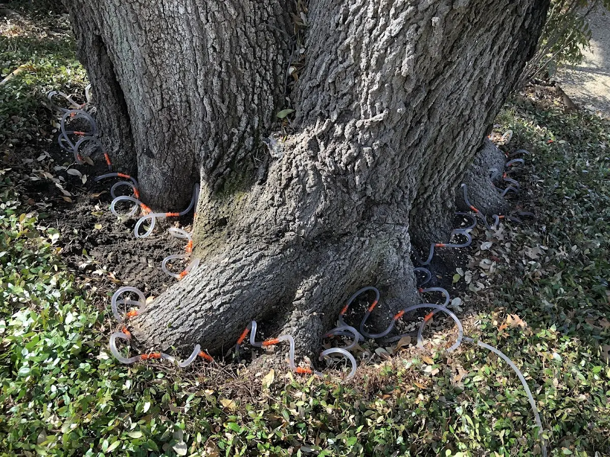 Detailed Tree Cabling and Bracing job site in Womelsdorf