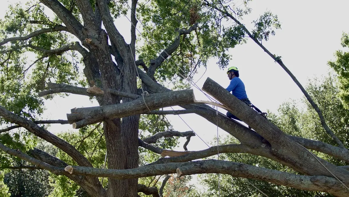 Professional Crown Thinning performed by certified arborists in Womelsdorf