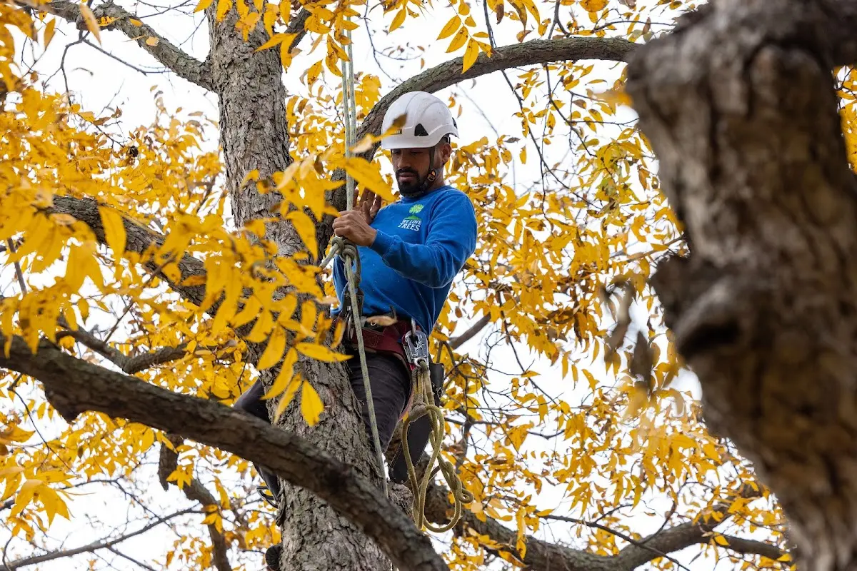 Skilled Storm Damage Cleanup crew working in Womelsdorf
