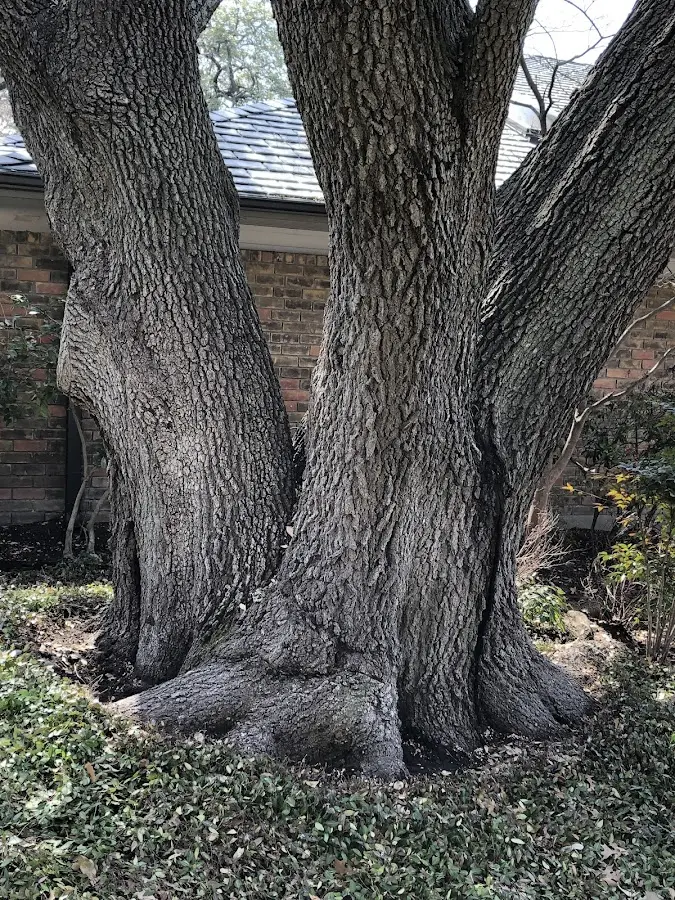Mature heritage tree close to a Womelsdorf property cared for by certified arborists